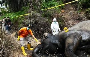 Gajah Betina Ditemukan Mati Membusuk di Aceh Timur